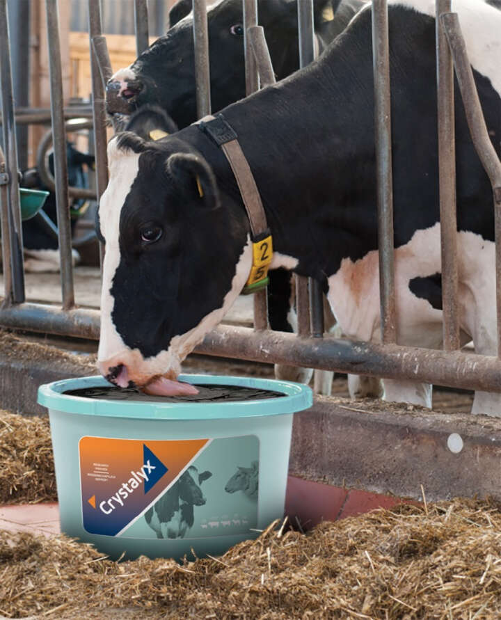 CRYSTALYX Organyx Garlyx (Mint)